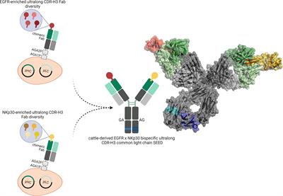 Grabbing the Bull by Both Horns: Bovine Ultralong CDR-H3 Paratopes Enable Engineering of ‘Almost Natural’ Common Light Chain <mark class="highlighted">Bispecific Antibodies</mark> Suitable For Effector Cell Redirection